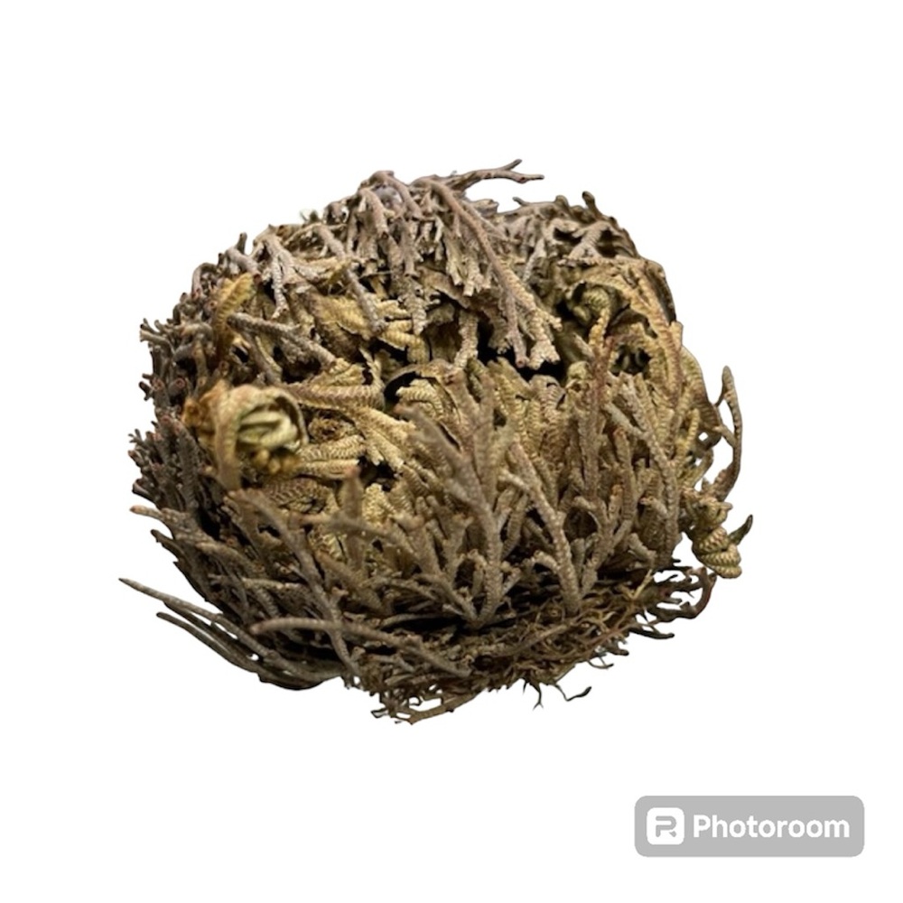 Dried small Rose of Jericho resurrection plant / pequeña flor de Jericó seca